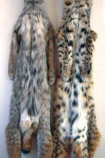 Tom Krause Belly Markings Lynx (left), Bobcat (right) Lynx spots are