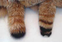 Tom Krause Lynx tails appear much the same viewed top (top left) or