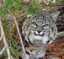 The hind legs of both bobcats and lynx are longer than their fore legs, which help them in springing to catch prey.