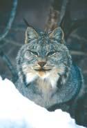 Lynx also have much larger feet than bobcats. This gives them a snowshoe-like advantage chasing prey in deep snow.