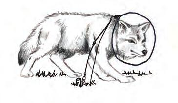 Lynx Coyote Wolf Wolf (Northern) 18 cm (7 ) 20.5 cm (8 ) 20.5 cm (8 ) 25 cm (10 ) 35 cm (14 ) 40.5 cm (16 ) 18 cm (7 ) 20.5 cm (8 ) 30.