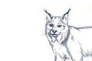 lynx, raccoon: With a stake, use short chain or cable Canids jaw trap only: With a
