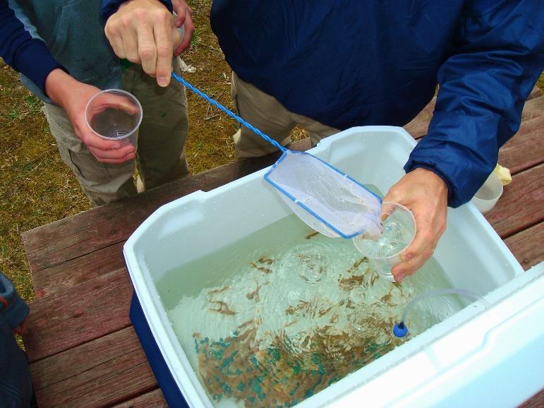 These are the days when the students will release the Trout fingerlings they have raised into the stream. ACTU presents a short educational program to the students after the Trout are released.