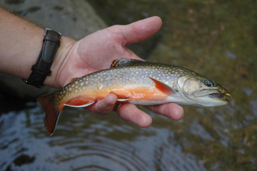 which are an integral part of brook trout habitat. Connecting the pools are waterfalls, swift runs, or shallow riffle areas that are key habitat features for Virginia s coldwater streams.