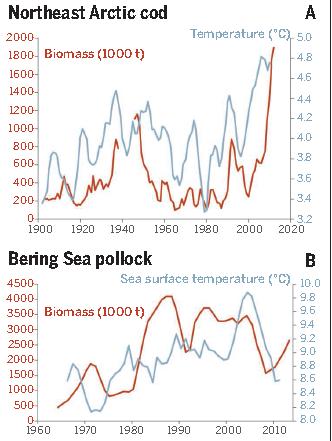 Change is coming to the northern oceans The productivity of cod in the Barents Sea and pollock in the Bering Sea in relation to