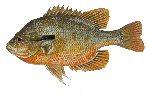 Redbreast Sunfish Rock Bass Sauger Saugeye They are olive-green in color with a reddish-orange belly, and have brown vertical bars on their sides. Redbreast sunfish have a small mouth like a bluegill.