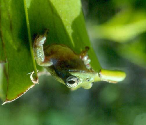 Treefrog  Eastern