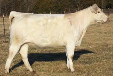 24 220.43 Due 9/15/18 to LT Affinity 6221, ultrasound indicates heifer calf. Proj. EPDs are: 6.2; -0.4; 39; 72; 11; 6.0; 31; 1.4. You need to take a look at this big numbered Fresh Air daughter.