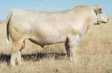 72 She is a good Long Distance daughter in the top 15% of the breed for milk.