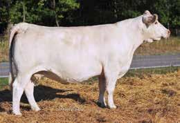 66 THREE EMBRYOS OFFERED BY MARK RICKABAUGH ACE MS WIENK 7171889-P125 x M6 NEW STANDARD 842 P ET Offering 3 embryos with one guaranteed pregnancy. P125 is rapidly becoming a go-to donor.
