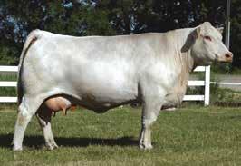 This particular mating is responsible for producing the dam of the up-and-coming herd sire, MDL Standard Resource. She is the real deal donor.