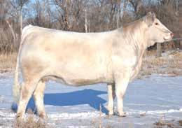 This top flight donor cow was a powerful matron with a perfect udder.