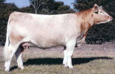 73 THREE IVF EMBRYOS OFFERED BY WILD INDIAN ACRES 73a DA MARION 328 x MONOPOLY THREE EMBRYOS OFFERED BY HINRICHS FARM DA MARION 328 x WC MILESTONE 5223 P Offering 3 embryos with one guaranteed