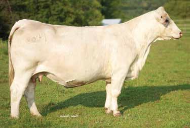 She has the look to produce top show cattle and the genetics to produce the next donor. This maternal female is in the top 10% for CE, 20% for WW and 10% for Milk.