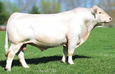 Double Vision is a Homozygous Polled, calving-ease sire with an outcross pedigree; not to mention he was one of the soundest bulls on the Hill in Denver.