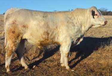 15 A really straight-lined Long Distance son out of a Royce daughter that traces to the legendary Grid Maker. This herd sire prospect blends calving-ease and maternal genetics in his pedigree.