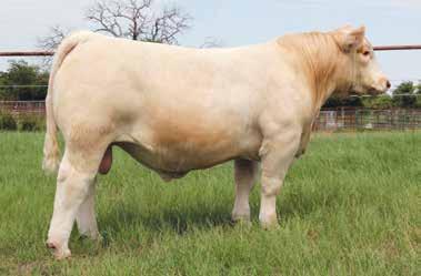71 A bold ribbed, stout Rio Bravo daughter that is just a 4-year old. Produced from a Smokester donor who is out of a Cobb cow, she could be mated to a lot of different herd bulls.