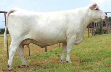 72 0.012 0.06 209.82 A young productive daughter of Wing Man backed by an honest program. She is in the top 20% for WW; top 15% for YW; top 15% for SC and top 15% TSI. Her half sister sells as Lot 22.