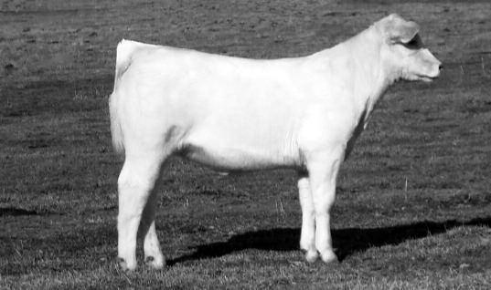 The top side of the pedigree is an outcross from SLASHER, the bottom is packed with maternal genetics from KOJACK, 9108, 914, D040, and PRIME CUT. Sharp fronted with a big hip and rib depth.