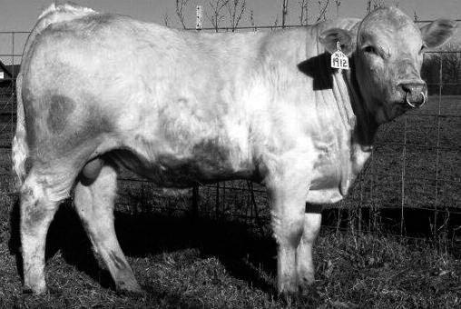 314P BW 79; WW 749 Here is a herd sire prospect with some Canadian outcross genetics from JAMBUSTER PLD 914J and the cow maker CIGAR.
