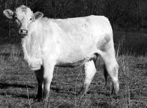 RCR 8347 Polled PF Polly 9006 P 2-17-09 Polled F1128531 Eatons Chrome 2471 PF Chrome 5080 P ET VCR Miss Duchess 315 Pld PF Tradition 2043 P ET PF MS Tradition 4045 P PF MS Tradition 1062 Pld LT