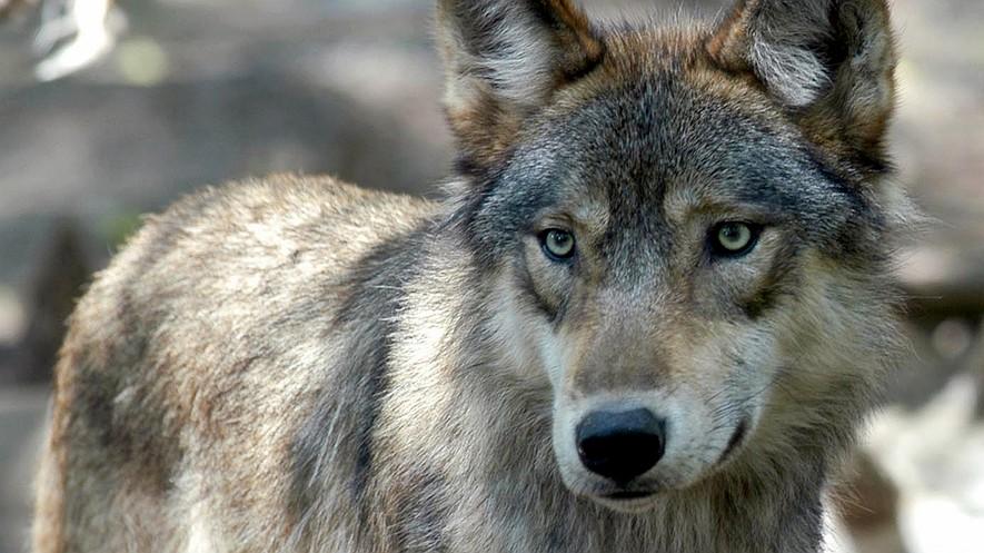 The wolf hunt is on in Wyoming after endangered protections are lifted By Associated Press, adapted by Newsela staff on 05.02.