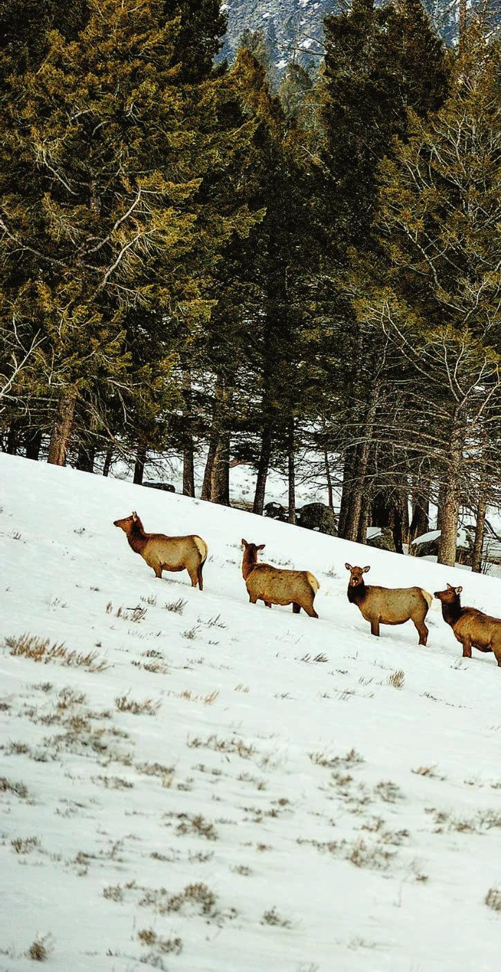 NEWS FEATURES On the hunt. An adult male wolf (above, left) leads the hunt on an older cow elk in Yellowstone.