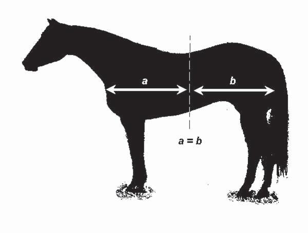 BALANCE Balance is the overall symmetry of an animal and is one of the most important of the evaluation criteria. Balance is evaluated by viewing the profile of the animal.