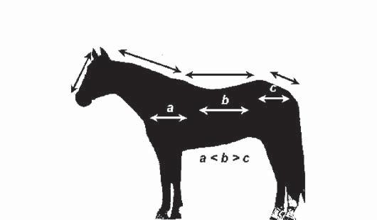 There are several ways to evaluate balance and these are illustrated in the following diagrams. Figure 3.0. A well balanced horse can be divided into two equal halves.