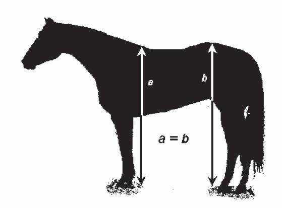 ground (b). Horses which appear shallow-hearted, or to have extremely long legs are not considered well balanced. Figure 3.