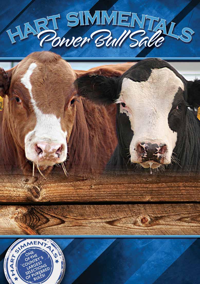 43rd Annual Video sale only - bulls will be penned at the