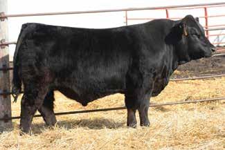 No doubt his massive depth and length of rib are the key contributing factors to producing the high caliber of cattle that we are known for and has elevated our customers approval and their need to