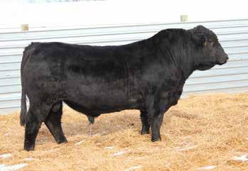 He was used on heifers and produced a set of super stretchy, highly functional, completely balanced group of mostly heifer calves. Semen available at Hart Simmentals. JBS Single Shot 601C Homo.