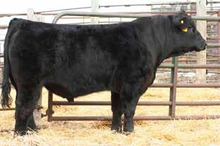 83 126 85 Single Shot was purchased from the top offering at the 2016 bull sale at JBS Simmentals. He is a ¾ blood Crimson Tide son that has Bushs Grand Design on the bottom side.