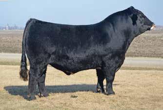 Semen available at Hart Simmentals. SVF Z47 Patch Hetero. Black Homo. Polled Purebred ASA#2751226 Tattoo: Z47 Birth: 9-29-12 JF Milestone 999W x SVF/NJC Expectation N206 6 3.5 86 132.28 8 20 63 11 12.