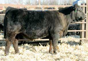 84 111 71 Black Label came from the Bulls Of The Blue Grass Bull Sale as our newest source of blazed faced cattle that are big topped, complete with plenty of rib, dimension, style and power with a