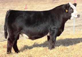 Moderate in type and kind with fantastic calving doc 11.2 API 135.1 35 ease. His EPD s & phenotype do the talking for him.