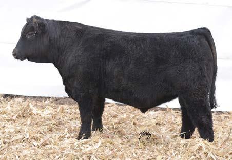 46 This Cowboy Cut is a genetic superstar for multi-trait excellence with 12 highly valued profiles in the top 35%.