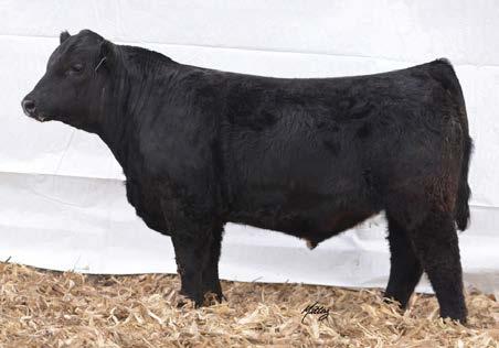 6 10 api 148.7 20 His Sire, CCR Anchor, was the bull Werning Cattle Company purchased from Cow Camp Ranch in 2015 for $40,000. A great heifer bull prospect with a gentle attitude. ti 80.