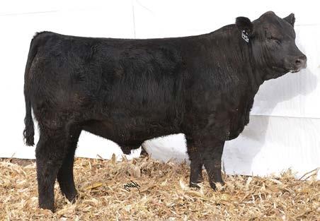 59 Another Manifest A99 son who has 7 EPD categories in the top 35% of the breed. An easy keeper with a great pedigree. doc 9.5 api 138.0 30 ti 77.8 25 PBS-MANIFEST E244 ASA #: 3345269.