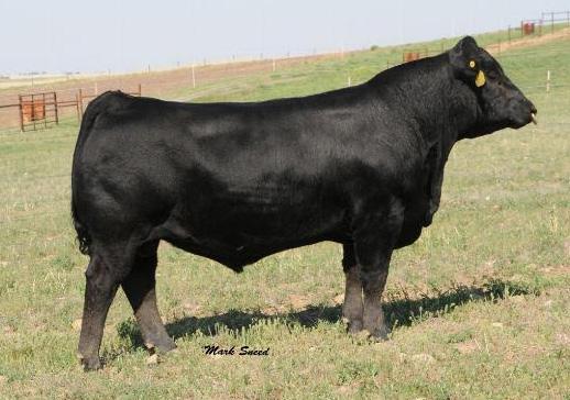 51 20 25 NICHOLS BLACK HEIRESS P323 ADG 0.24 30 REA 0.54 One of our favorites from birth, and we are still just as excited.