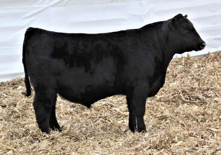 with an ideal depth of rib and muscle shape. He has a perfect blend of calving ease, growth, maternal and dollar value indexes in one complete genetic package. CEd +12 10 milk +31 10 -.