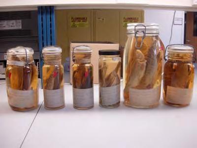 CU Genetic Study Compare the genetic composition of existing cutthroats in Colorado to historical samples (museum specimens)