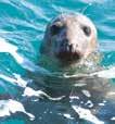 Port Isaac Tour (Dolphin Grounds) Gulland Island Tour (Seal Nursery) Pentire and