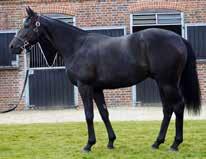 LOT 13 Lawman ex Sworn Sold (Soldier Hollow) Lawman ex Sworn Sold (Soldier Hollow) LOT 13 BLACK BAY GELDING (FR) (FR) 15th March 2015 Purchase Price: Euro 260,000 Sale: Arqana Deauville October