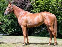 LOT 20 Hard Spun ex Seamstress (Rory's Jester) Hard Spun ex Seamstress (Rory's Jester) LOT 20 CHESTNUT GELDING (AUS) 24th August 2014 Purchase Price: A$130,000 Sale: Inglis William Melbourne Inglis