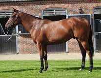 LOT 27 Iffraaj ex Toquette (Acclamation) Iffraaj ex Toquette (Acclamation) LOT 27 BAY GELDING (IRE) 17th February 2015 Purchase Price: Gns 240,000 Sale: Tattersalls October Yearling Sale 2016