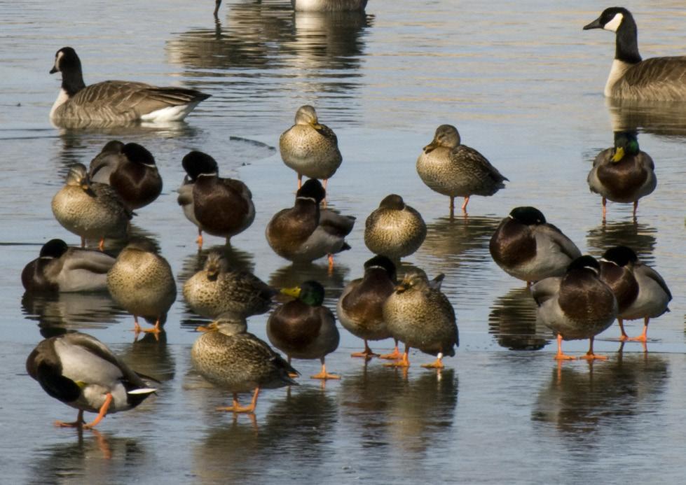 These grants will allow DU to deliver projects that have a landscape-level impact on waterfowl habitat in the Central Flyway.