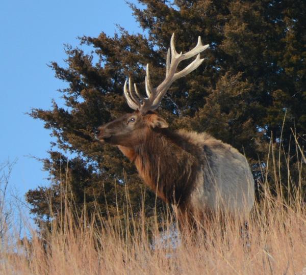 K a n sas DU Ne ws Big Game Permits = Big Dollars for Kansas DU Kansas DU Chapter maximizes windfall from mule deer tag awarded by KDWP&T In January 2015, Kansas Ducks Unlimited was notified that it