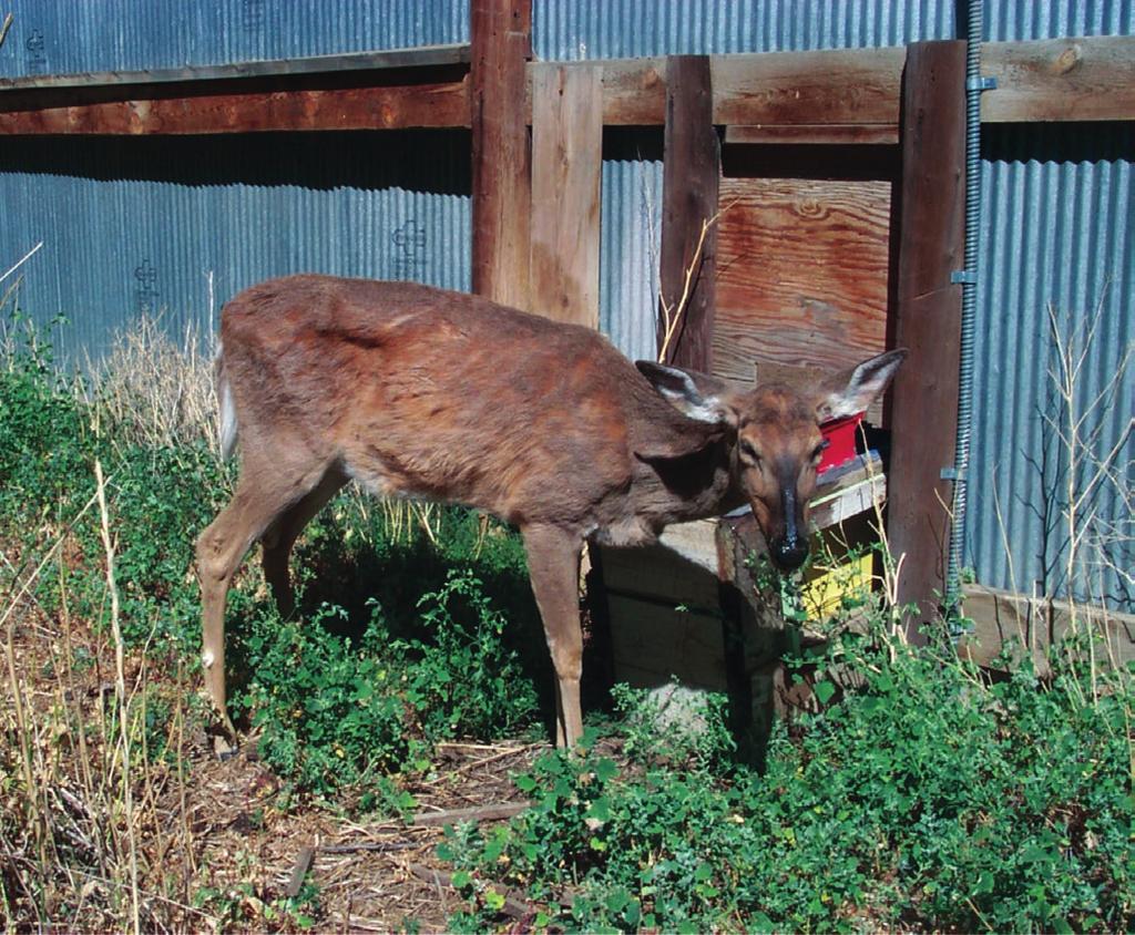 Chronic Wasting Disease (CWD) has a dramatic impact on cervid* management in regions where it occurs. For wildlife professionals and veterinarians, the disease presents clear challenges.